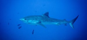 requin
