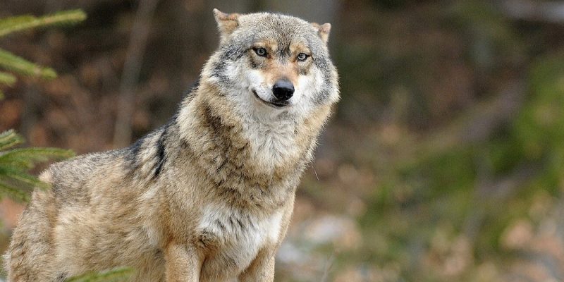 loup-gris-3-roland-clerc-bandeau-bis